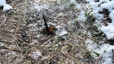 Лесные вредители