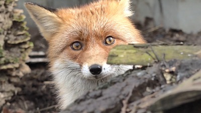 По городу лиса бежала